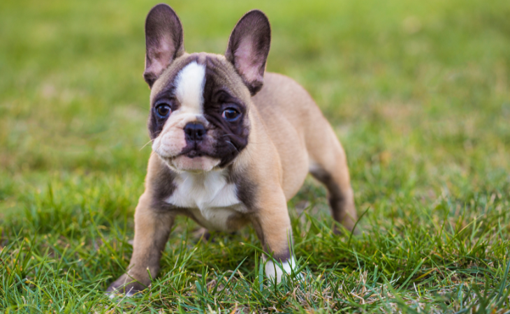 French bulldog French dog breed