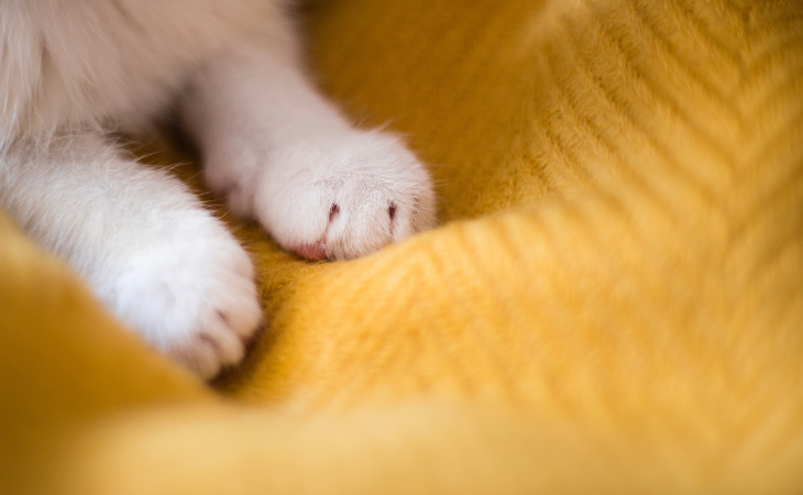 A cat kneads a yellow blanket