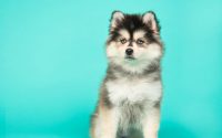 Pomsky dog breed