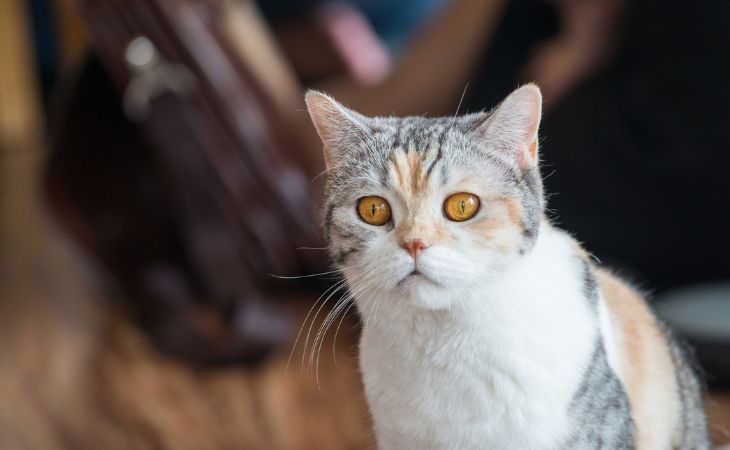 an American wirehair cat with copper eyes