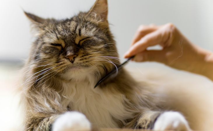 A long-haired cat getting coat brushed