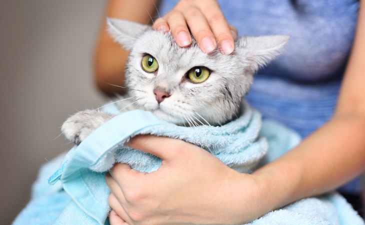 A cat in a towel