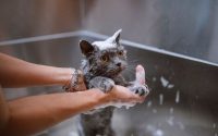 Cat owner wash cat in the bathtub