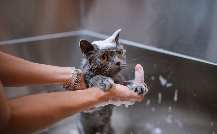 Cat owner wash cat in the bathtub