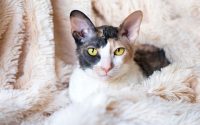 Cornish Rex cat breed