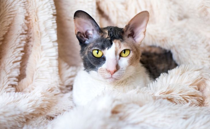 Cornish Rex cat breed