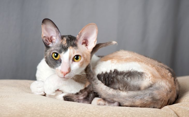 Cornish Rex personality