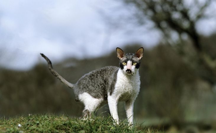 Cornish Rex physical characteristics