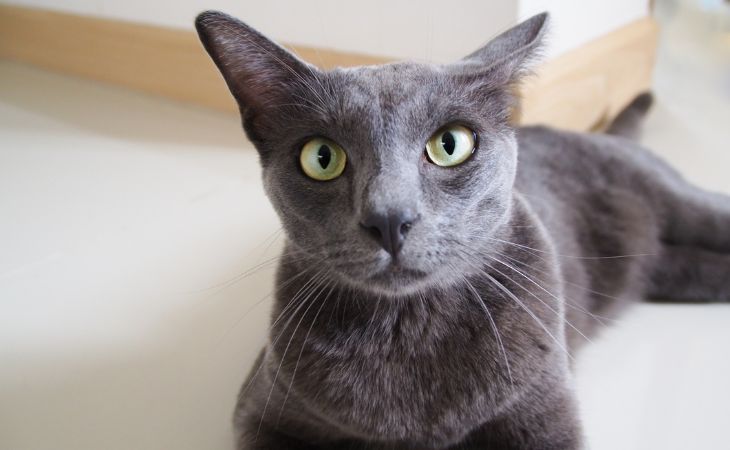 A Korat cat lying down on the ground