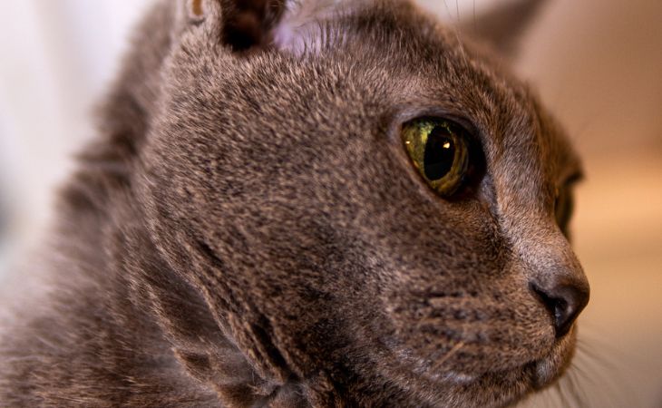 A Korat cat with beautiful eyes