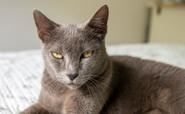 A Korat cat with a serious face