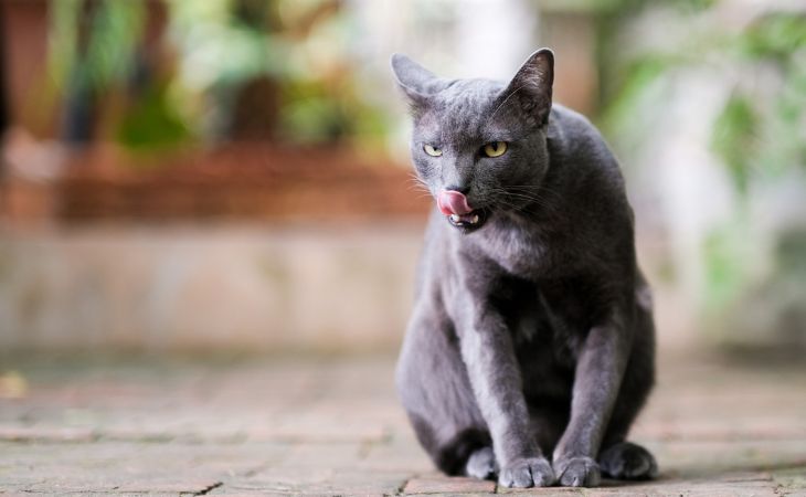 A Korat cat with their tongue out