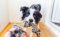 Play with dog inside tug-of-war