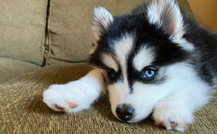 Pomsky blue eyes