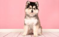 Pomsky dog breed