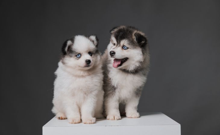 Pomsky physical characteristics