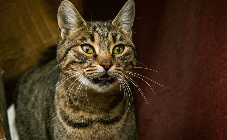 A cat staring straight and meowing