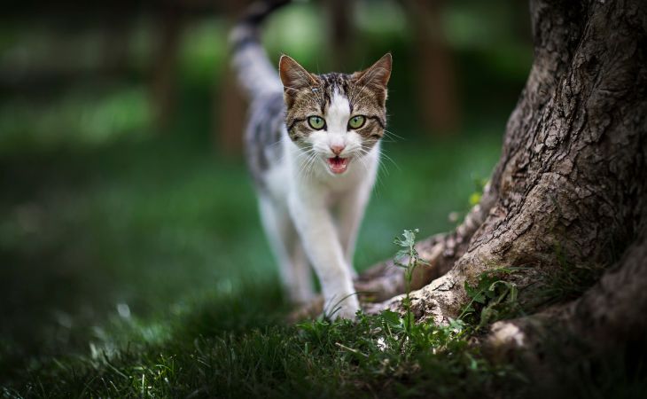 A cat walking around in the nature meowing