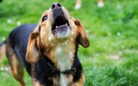 A dog barking looking at the sky