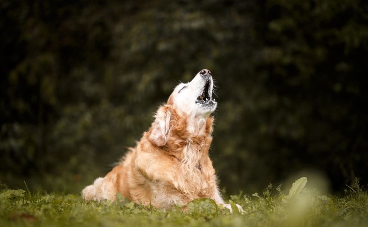 A dog closing its eyes and barking