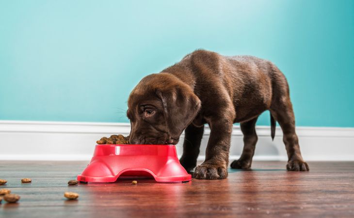 A dog eating out of its bowl for their nutritional needs