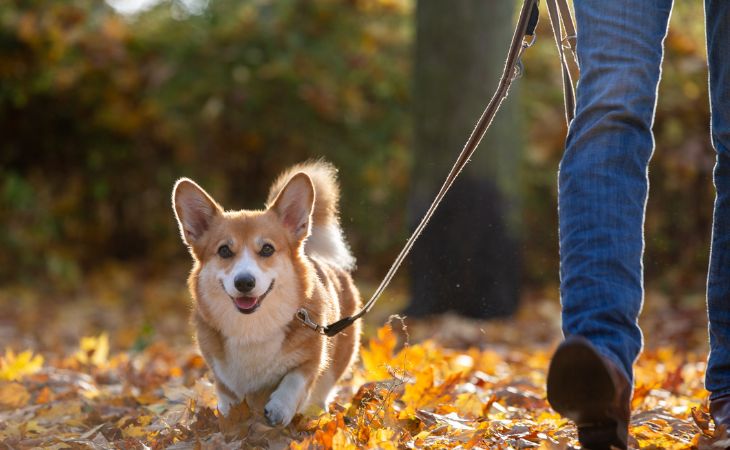 A dog walking outside with leaves on the ground