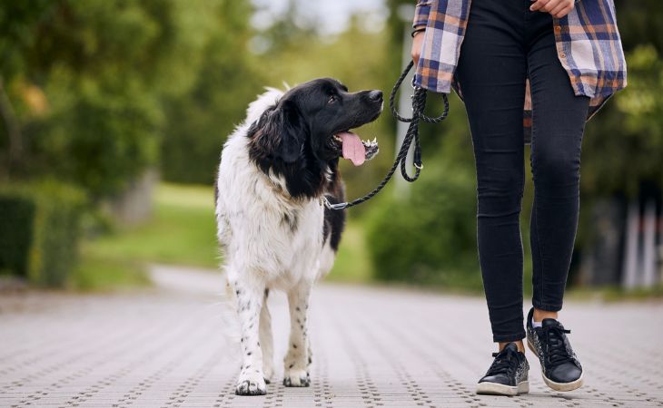 A dog walking with their owner outside