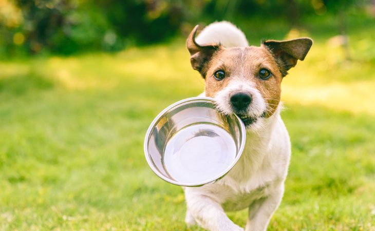 A hungry dog with its bowl in its mouth