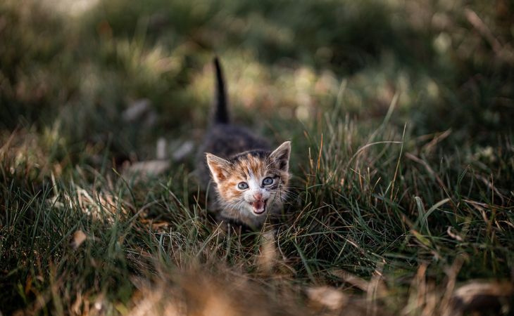 A kitten in the grass meow