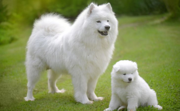 An adult Samoyed dog with a puppy