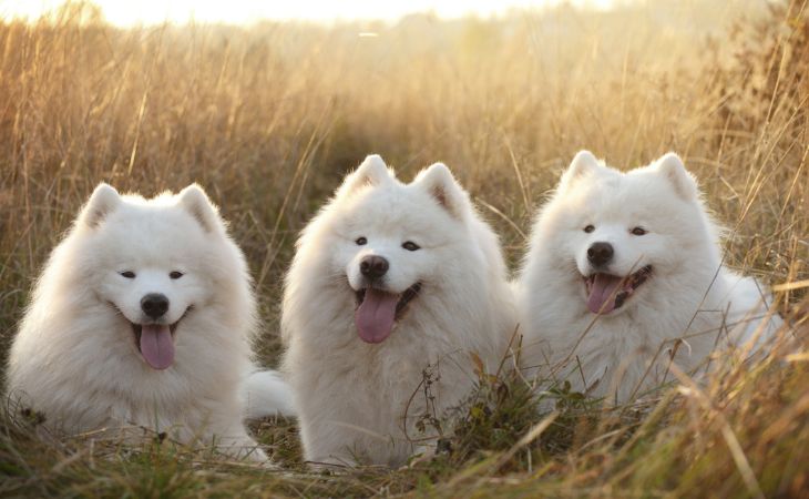 Three Samoyeds sitting together