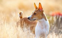 A Basenji dog outside looking at something