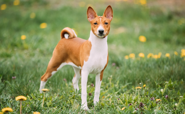 A Basenji dog standing in the grass