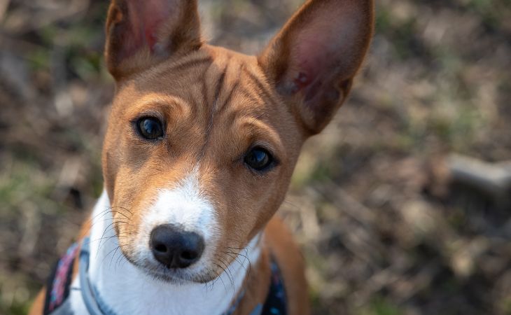 The Basenji likes to be clean and groom itself.