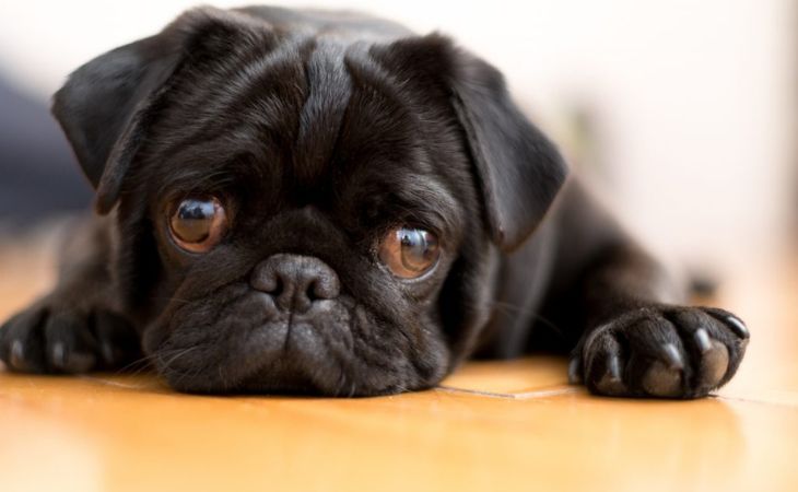 A Black pug lying down