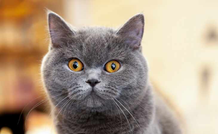 A British Shorthair with copper eyes