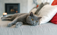 British Shorthair cat breed difference from chartreux