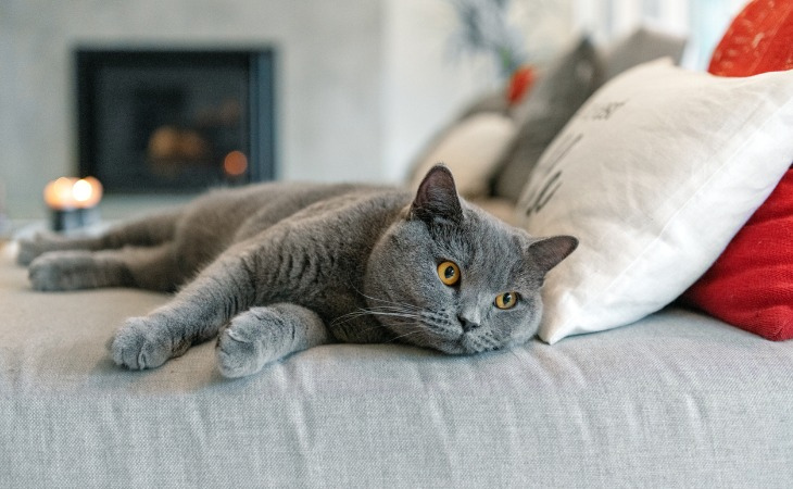 British Shorthair cat breed difference from chartreux