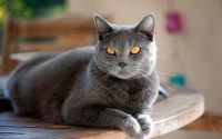 A Chartreux staring straight ahead