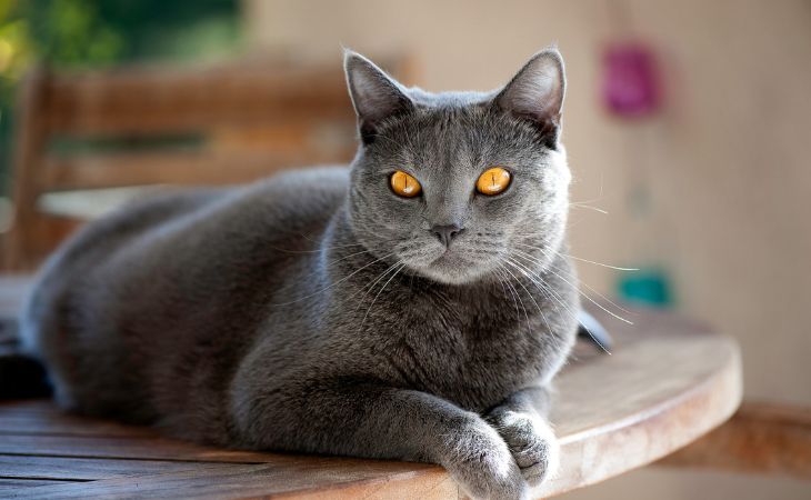 A Chartreux staring straight ahead