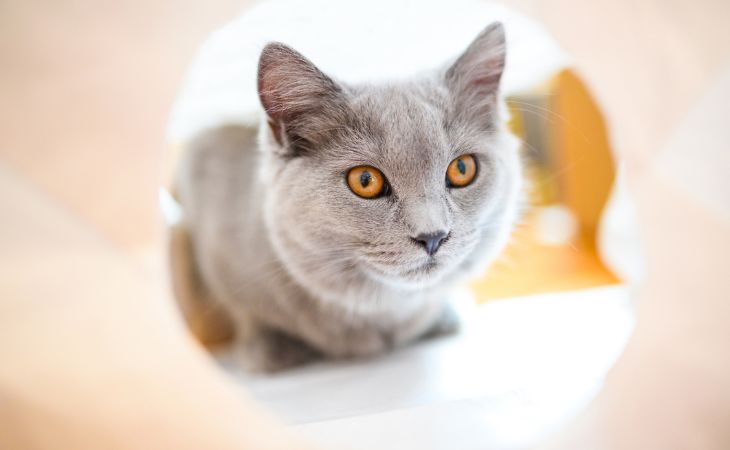 A Chartreux staring through a tunnel