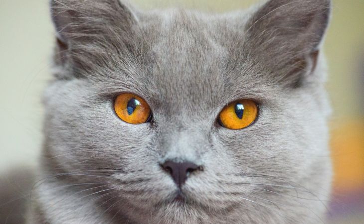 A close-up of a Chartreux cat's head