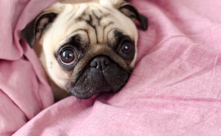 A cute Pug with big eyes