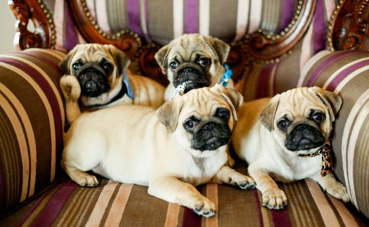 A grumble of Pugs