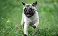 A cute Pug running in the grass