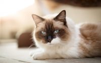 A Ragdoll cat lying down