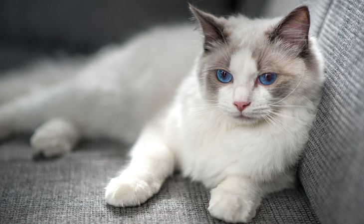 A Ragdoll cat lying down on the couch