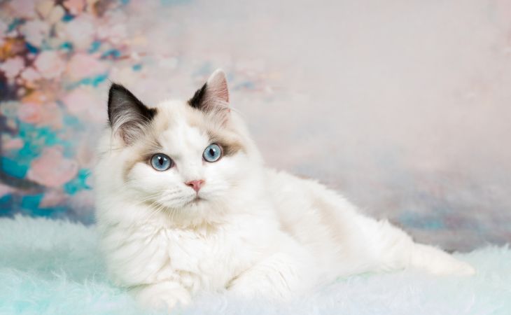 Cute Ragdoll kitten posing