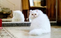 A white Persian cat turning to the side