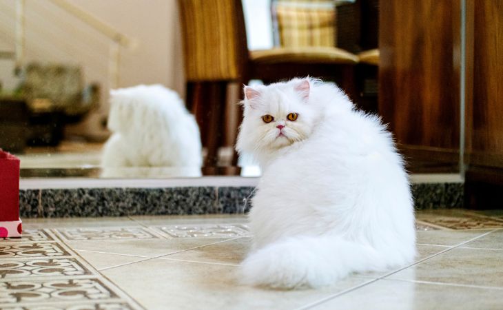 A white Persian cat turning to the side